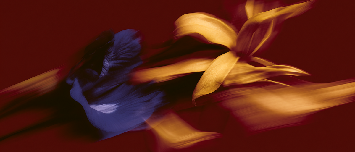 Butterfly Pea Ylang Ylang Body Polish