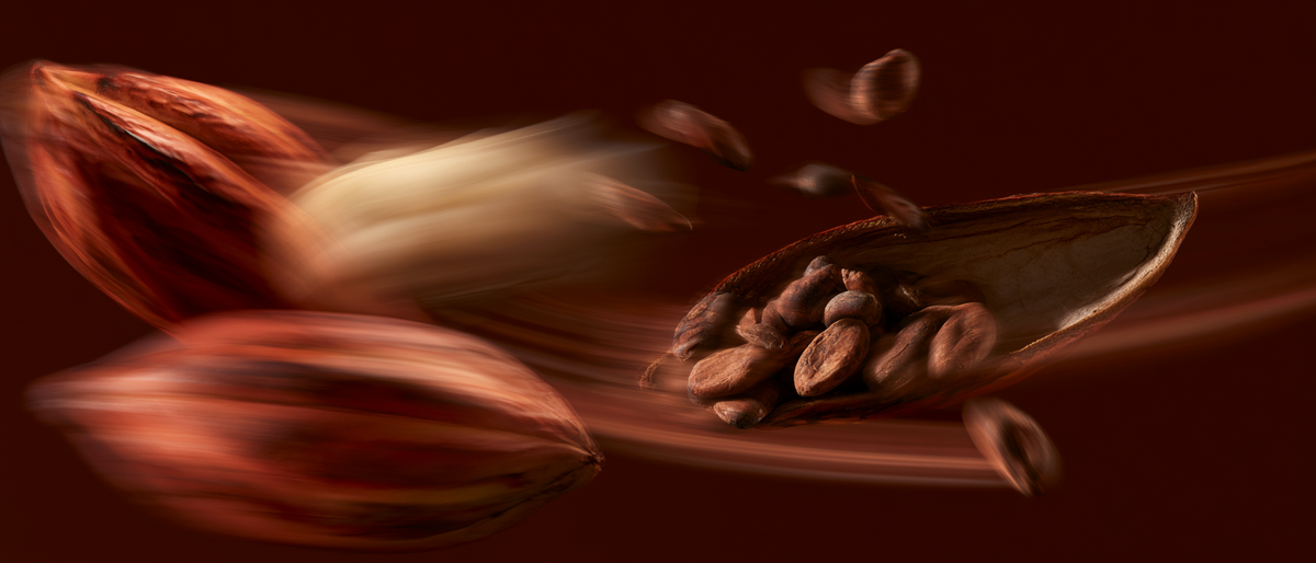 Cacao pods and beans — Cacao Jungle Body Butter by SZABO No Diploma Botanicals