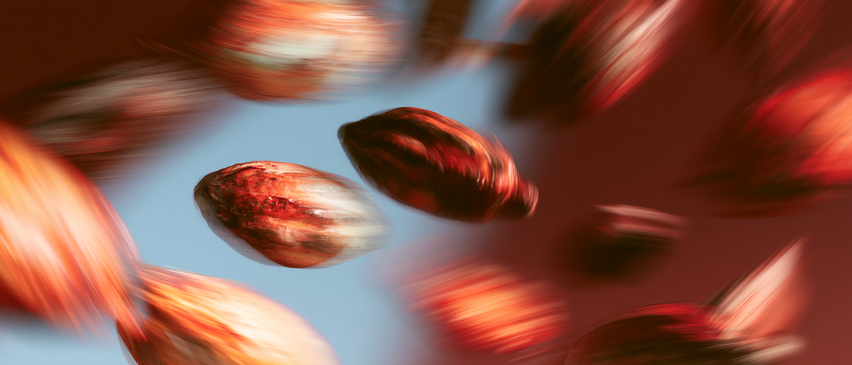 Mature cacao pods — Amazonian ingredients for Cacao Jungle Body Butter