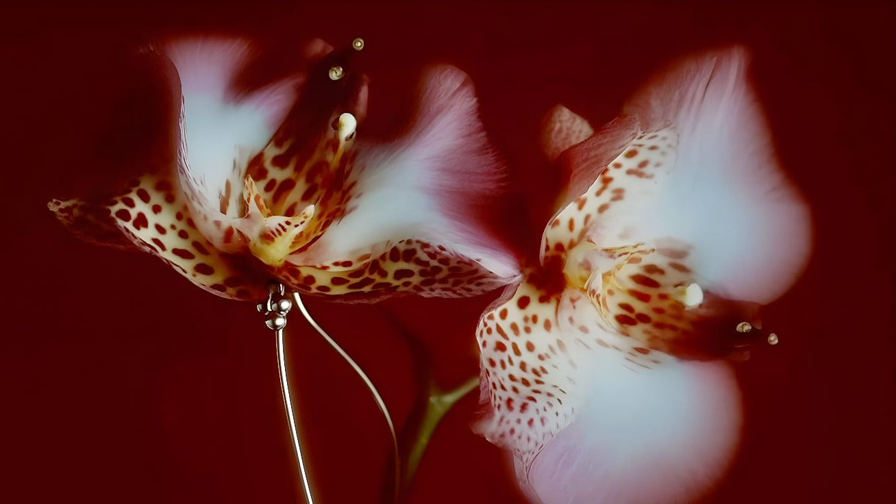 Close-up of a pink orchid with brown spots on a dark background